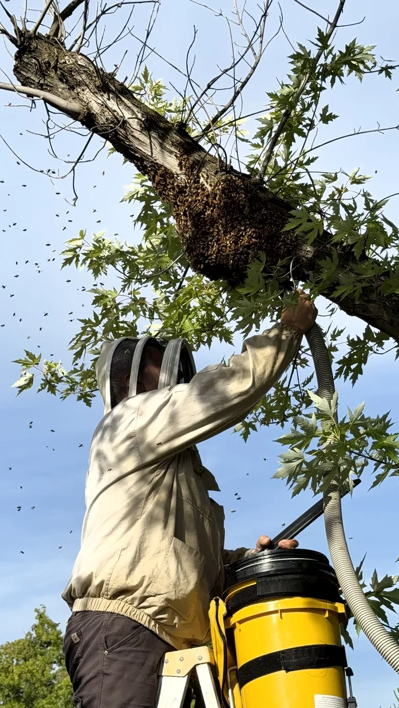 Bee Conservatory beekeeper on a ladder using a bee vacuum to remove a honey bee swarm from a tree branch