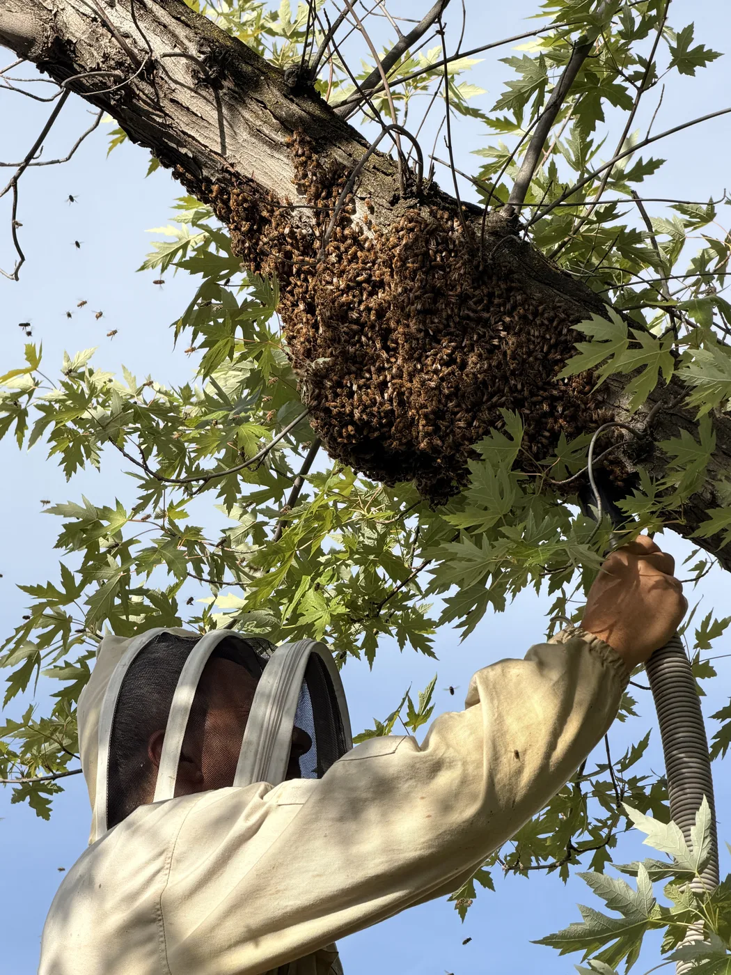 A live honey bee swarm cluster being collected by a suited beekeeper