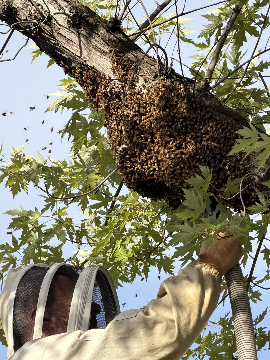 Looking up at a honey bee swarm being collected from a residential tree