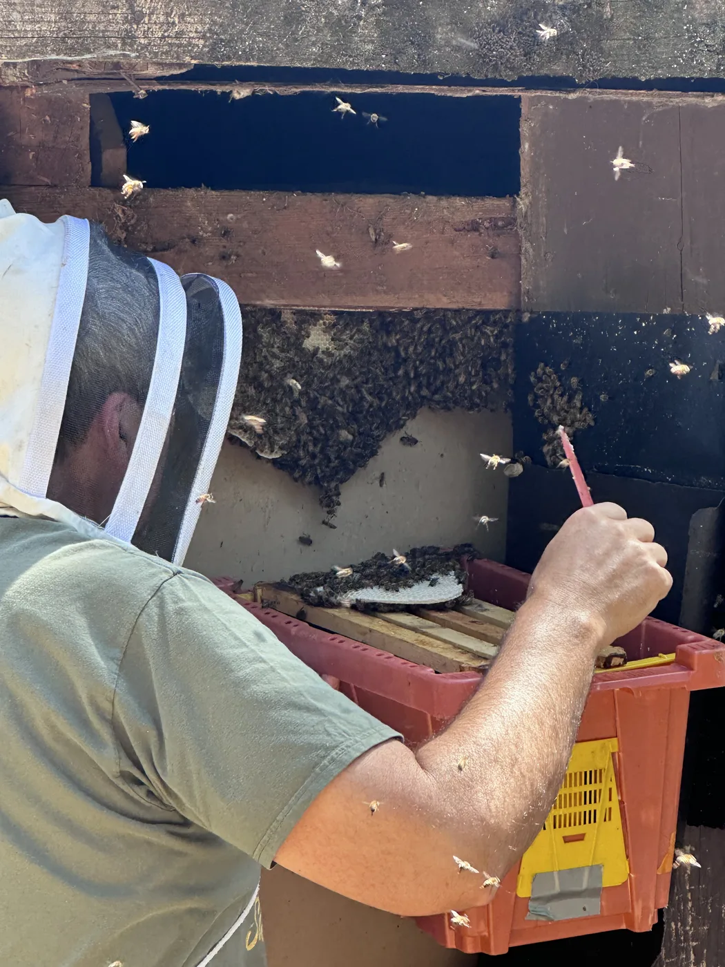 Beekeeper performing a structural cutout, removing honeycomb and bees from a wall cavity into a hive box