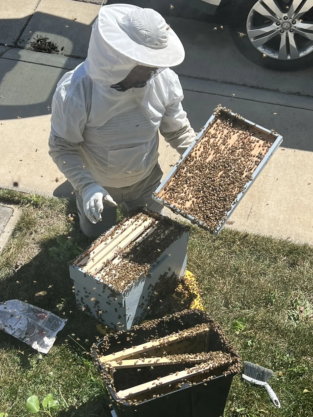 Rescued bees being transferred into a managed hive box