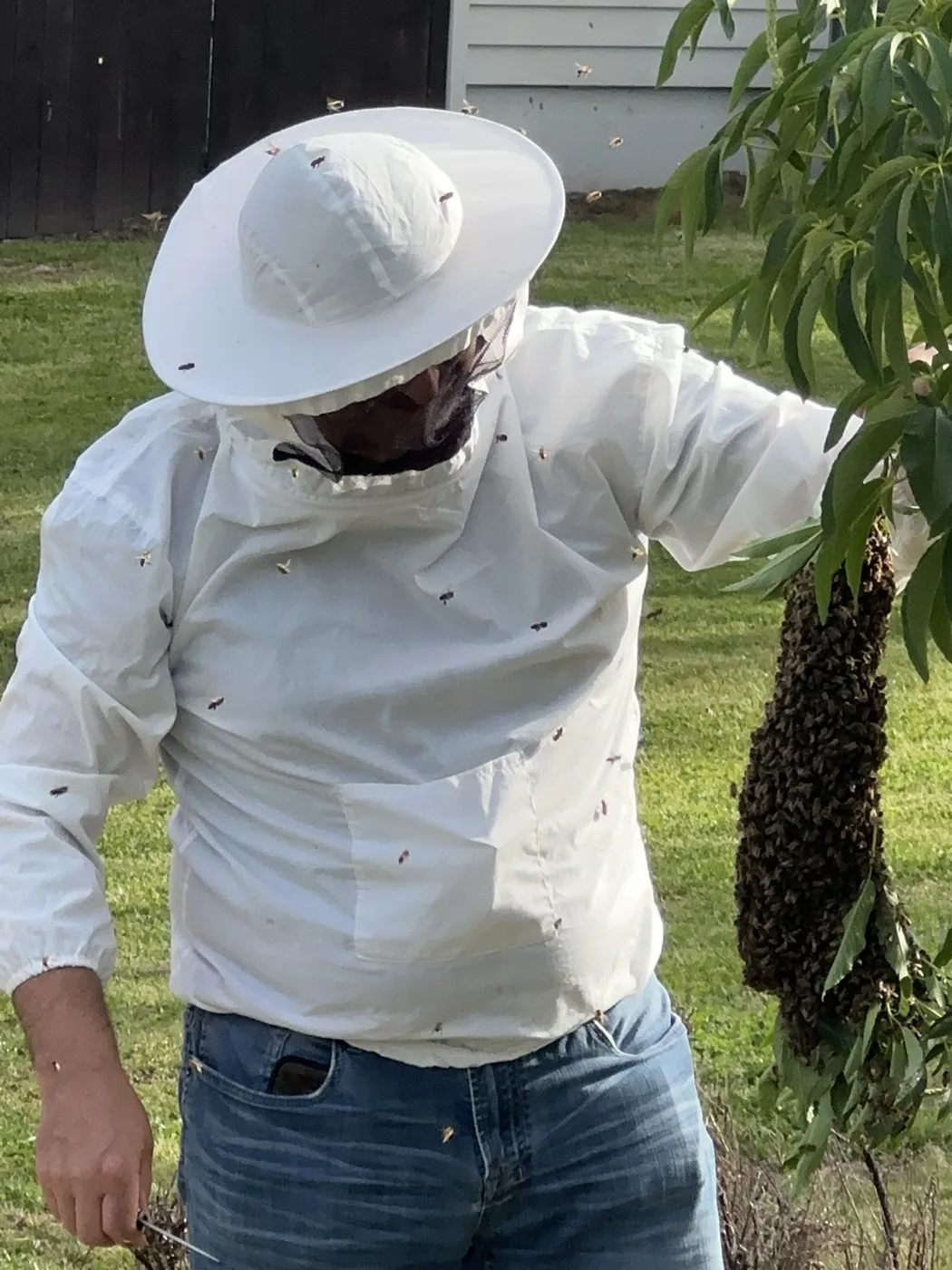 Beekeeper holding a honey bee swarm pulled from a low branch