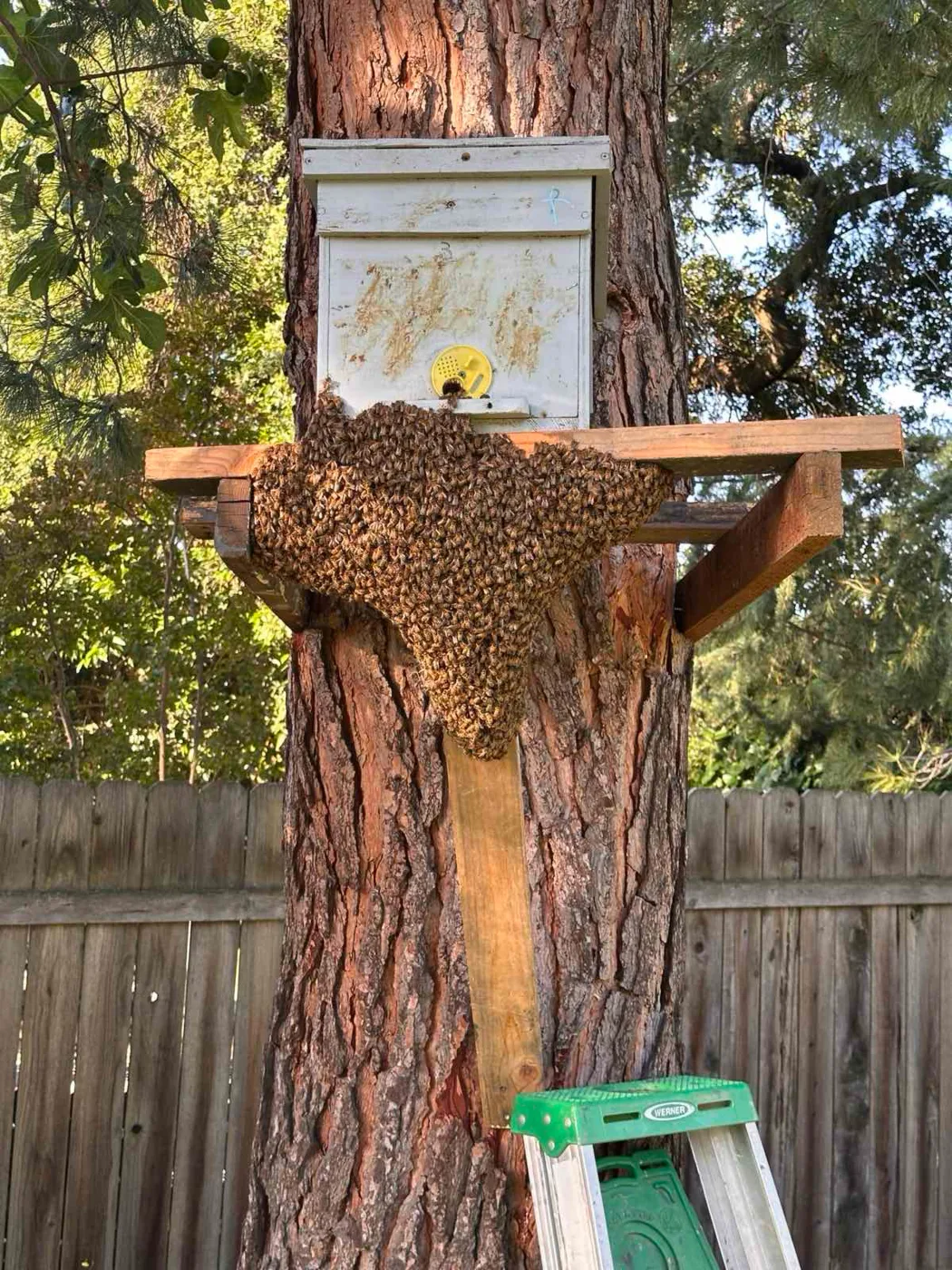 A honey bee swarm gathered on a wooden swarm-trap box on a tree